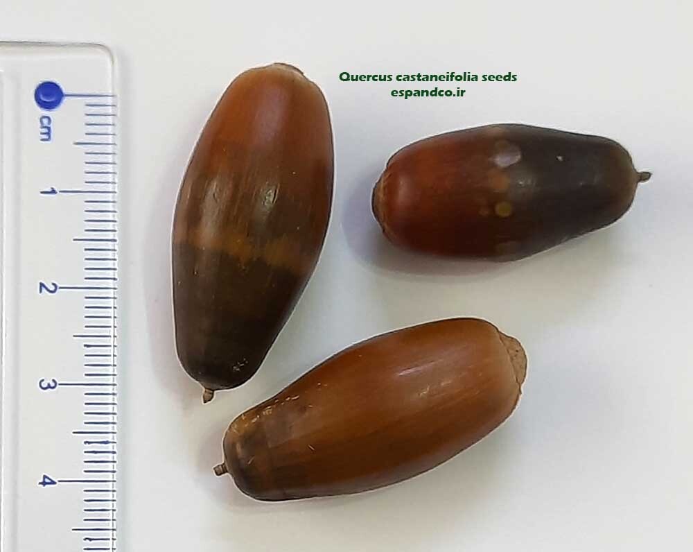 بذر بلوط بلندمازو